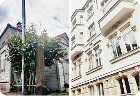Residential buildings beside a flowering tree